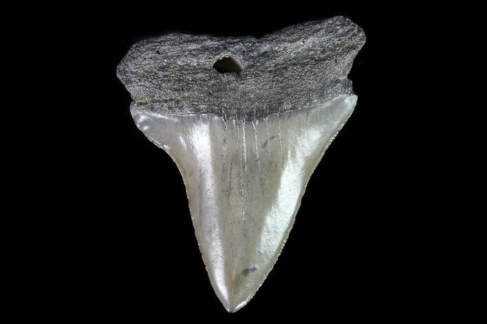 Fossil Mako Shark Tooth - Georgia #75097